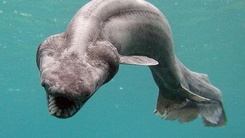 Hiu berumbai, Chlamydoselachus anguineus, adalah salah satu makhluk yang tampak paling mengerikan di laut. Jika terlihat seperti binatang purba, itu karena memang benar: akar makhluk prasejarah ini berasal dari 80 juta tahun yang lalu. Hiu berumbai dapat tumbuh hingga sekitar tujuh meter dan dinamai demikian karena penampilan insangnya yang berumbai. Meskipun namanya hiu, hewan ini berenang dengan gaya meliuk-liuk, seperti belut. Mereka kebanyakan memakan cumi-cumi, biasanya menelan mangsanya secara utuh. (Foto: popularmechanics)