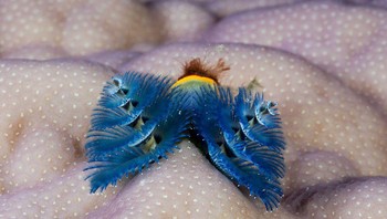 Para ilmuwan menemukan makhluk aneh ini di Pulau Lizard di Great Barrier Reef dan menamainya dengan sebutan cacing pohon Natal. “Cabang-cabang” spiral sebenarnya adalah alat bantu pernapasan dan makan cacing ini, sementara cacing itu sendiri hidup di dalam tabung. Mahkota yang mirip pohon ini ditutupi oleh pelengkap seperti rambut yang disebut radiol. Radiol ini digunakan untuk bernapas dan menangkap mangsa, tapi bisa ditarik keluar jika cacing pohon Natal merasa terancam. (Foto: popularmechanics)