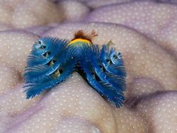 Kumpulan Penampakan Makhluk Teraneh dari Laut Dalam