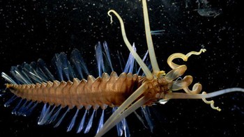 Para peneliti dari Sensus Zooplankton Laut pertama kali menemukan cacing cumi-cumi pada tahun 2007 selama pelayaran dengan kendaraan yang dioperasikan dari jarak jauh sekitar 1,8 mil di bawah air. Ikan yang tampak funky ini dinamai berdasarkan 10 pelengkap yang menonjol dari kepalanya, yang terlihat seperti tentakel. Cumi-cumi menggunakan ini untuk mengumpulkan puing-puing yang jatuh dari perairan terbuka di atas, yang dikenal sebagai salju laut. (Foto: popularmechanics)