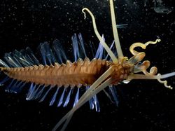 Kumpulan Penampakan Makhluk Teraneh dari Laut Dalam