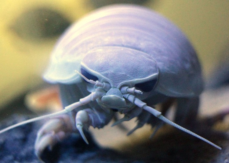 Kumpulan Makhluk Teraneh Berasal dari Laut Dalam Kumpulan Makhluk Teraneh Berasal dari Laut Dalam
