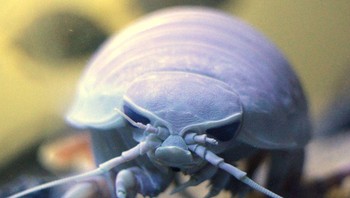 Mereka berasal dari perairan yang dingin dan dalam dan dapat tumbuh menjadi sangat besar; pada tahun 2010, sebuah kendaraan bawah air yang dioperasikan dari jarak jauh menemukan isopoda raksasa berukuran 2,5 kaki. Krustasea yang menyerupai cacing kayu besar ini adalah karnivora dan biasanya memakan hewan-hewan mati yang jatuh dari permukaan laut. Meskipun telah ditemukan pada tahun 1879, makhluk ini masih menjadi misteri. Namun, diyakini bahwa isopoda raksasa tumbuh begitu besar untuk menahan tekanan di dasar laut. (Foto: popularmechanics)