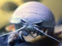 Kumpulan Penampakan Makhluk Teraneh dari Laut Dalam