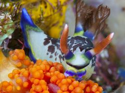 Kumpulan Penampakan Makhluk Teraneh dari Laut Dalam