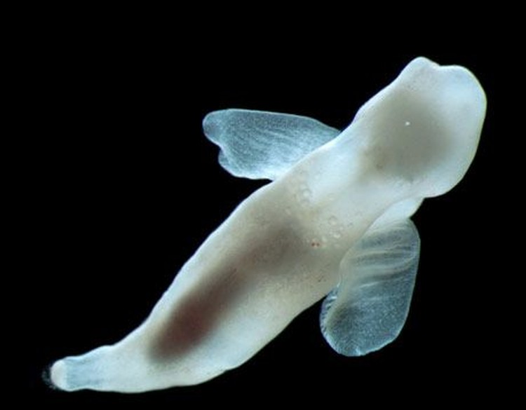 Kumpulan Makhluk Teraneh Berasal dari Laut Dalam Kumpulan Makhluk Teraneh Berasal dari Laut Dalam