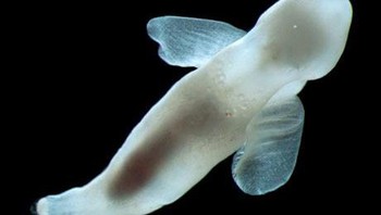 Meskipun disebut malaikat laut, makhluk ini sebenarnya adalah siput laut predator. Spesies khusus ini, Platybrachium antarcticum, “terbang melintasi perairan Antartika yang dalam untuk memburu pteropoda bercangkang (jenis siput lainnya) yang menjadi makanannya,” menurut Sensus Kelautan Kehidupan. Malaikat laut memiliki parapodia khusus, atau ekstensi lateral kaki, yang membantu mendorong mereka melintasi air. (Foto: popularmechanics)