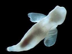 Kumpulan Penampakan Makhluk Teraneh dari Laut Dalam