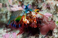 Kumpulan Makhluk Teraneh Berasal dari Laut Dalam