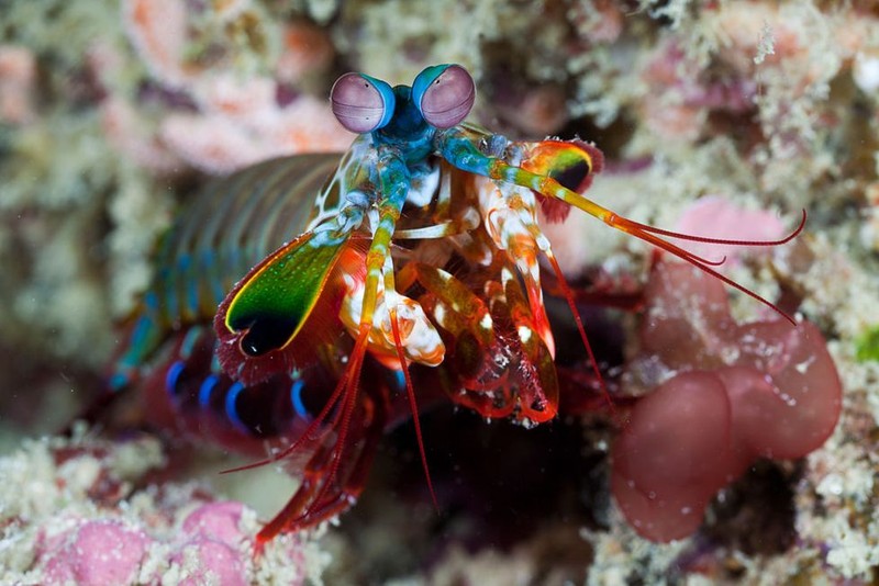 Kumpulan Makhluk Teraneh Berasal dari Laut Dalam