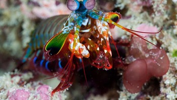 Udang Mantis Merak, spesies ini ditemukan di samudra Pasifik barat India dan Tropis. Hewan ini adalah jenis krustasea berwarna seperti permen yang dikenal dengan kemampuannya untuk meninju; mangsa dengan cepat dengan dua pelengkap depannya. Menurut Oceana, kelompok advokasi pelestarian lautan internasional, pukulan udang ini merupakan salah satu gerakan tercepat di dunia hewan-saking cepatnya, sampai-sampai cukup kuat untuk memecahkan dinding kaca akuarium. (Foto: popularmechanics)