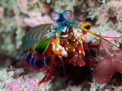 Kumpulan Penampakan Makhluk Teraneh dari Laut Dalam
