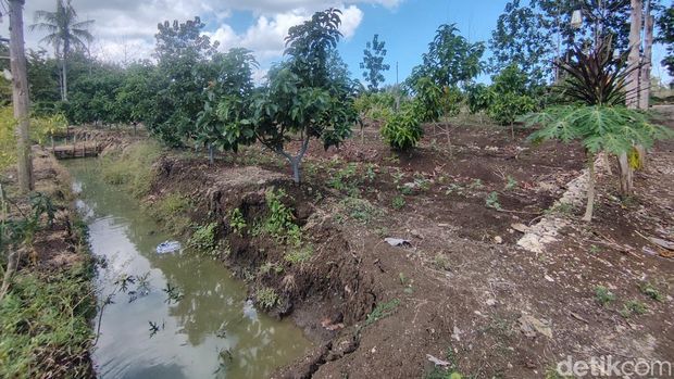 Lahan yang dialiri air dari sumur bor milik Sumarjuni, warga Menggoran, Gunungkidul. Foto diunggah Jumat (7/6/2024).