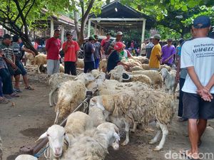 Curhat Pedagang Kambing di Klaten Sepi Omzet Jelang Idul Adha