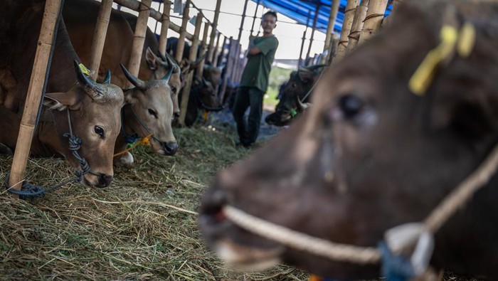 Seorang pedagang memberi makan sapi kurban yang dijual di kawasan Kuningan, Jakarta, Jumat (7/6/2024). Pedagang mengaku penjualan sapi kurban yang dibanderol Rp18 juta hingga Rp40 juta per ekor tergantung besar dan berat badan itu mulai mengalami meningkat, dari total sebanyak 700 ekor sapi telah terjual 330 ekor menjelang Hari Raya Idul Adha. ANTARA FOTO/Bayu Pratama S./rwa.
