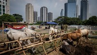 Seorang pedagang memberi makan sapi kurban yang dijual di kawasan Kuningan, Jakarta, Jumat (7/6/2024).
