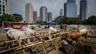 Potret Hewan Kurban Mulai Bertebaran di Jakarta