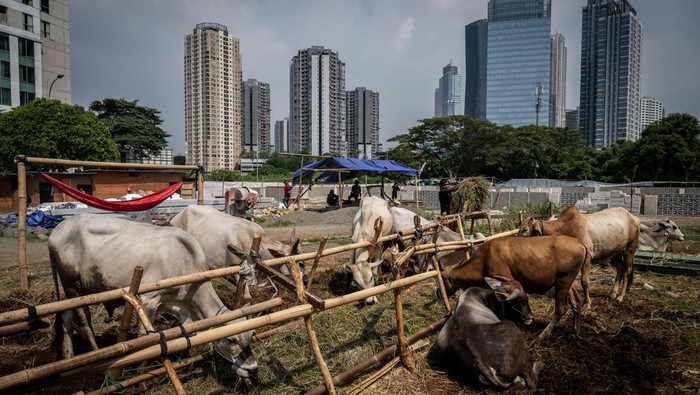 Seorang pedagang memberi makan sapi kurban yang dijual di kawasan Kuningan, Jakarta, Jumat (7/6/2024). Pedagang mengaku penjualan sapi kurban yang dibanderol Rp18 juta hingga Rp40 juta per ekor tergantung besar dan berat badan itu mulai mengalami meningkat, dari total sebanyak 700 ekor sapi telah terjual 330 ekor menjelang Hari Raya Idul Adha. ANTARA FOTO/Bayu Pratama S./rwa.