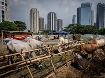 Potret Hewan Kurban Mulai Bertebaran di Jakarta