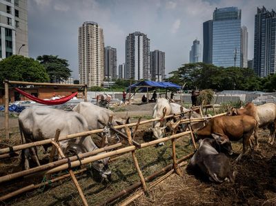 Potret Hewan Kurban Mulai Bertebaran di Jakarta