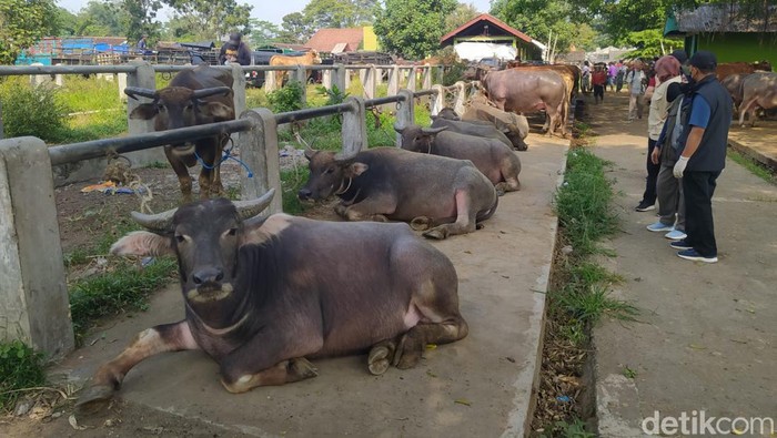 Penjualan hewan kurban di Pasar Hewan Muntilan, Magelang, Jumat (7/6/2024).