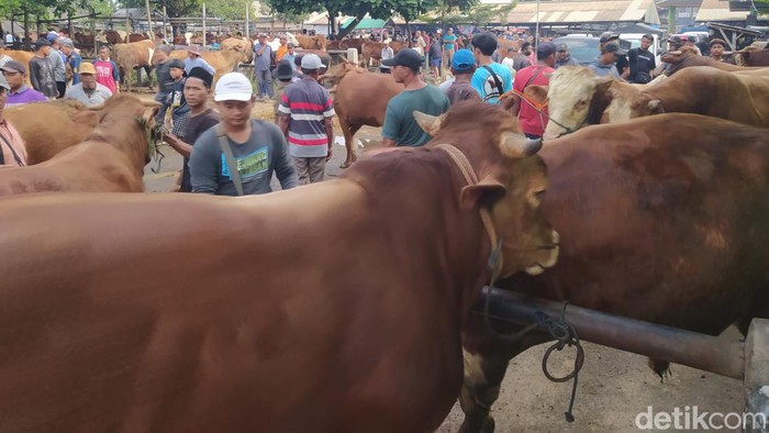 Penjualan hewan kurban di Pasar Hewan Muntilan, Magelang, Jumat (7/6/2024).