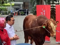 Penyaluran Hewan Kurban ke Baznas