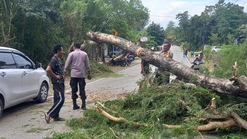 Pohon Kabesak tumbang, akibatnya ruas Jalan Timor Raya di Desa Oesusu, Kecamatan Takari, Kabupaten Kupang, NTT macet total. (Dok Polsek Takari).