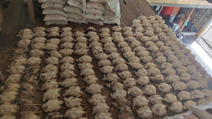 Ratusan ayam ternak di OI mati memdadak dampak blackout.