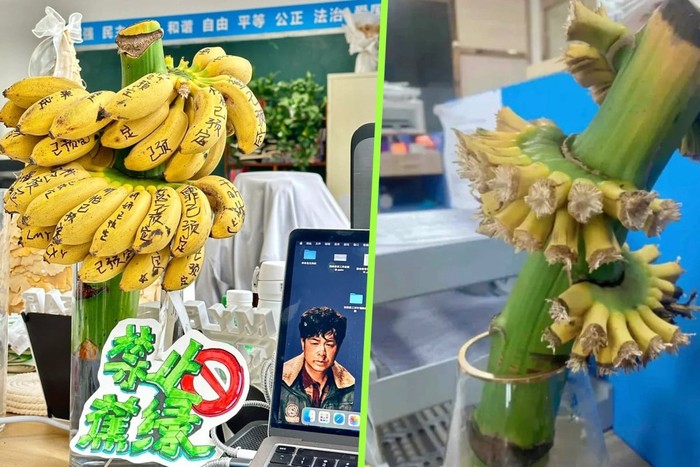 Redakan Stres, Pegawai di China Ramai-ramai Tanam Pisang di Kantor