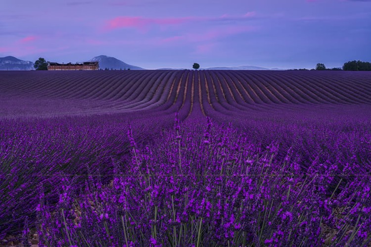reFocus Color Photography Awards 2024 reFocus Color Photography Awards 2024