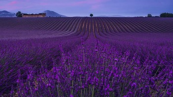 Keanggunan Tak Tersentuh dari Valensole Lavender oleh Jan-Tore Oevrevik Foto: reFocus Color Photography Awards