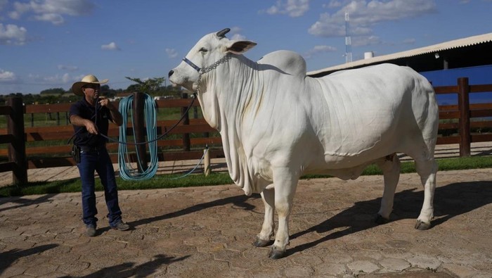 Sapi termahal di dunia berasal dari Brasil tembus harga Rp 64 miliar