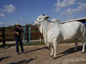 Wow! Ini Dia Sapi Termahal Dunia yang Terjual Rp 64 Miliar