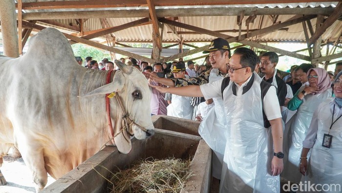 sapi peternak di Lamongan dibeli Jokowi
