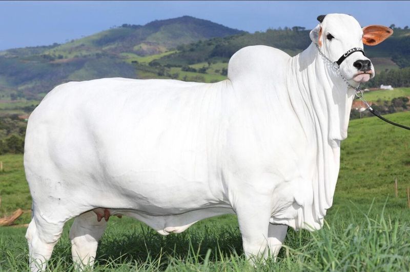 Sapi termahal di dunia berasal dari Brasil tembus harga Rp 64 miliar