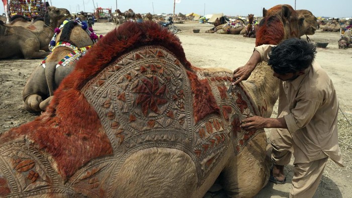 Suasana Pasar Hewan Kurban di Pakistan Jelang Idul Adha Pakistani vendors load off their cattle at a livestock market set up for the upcoming Muslim holiday of Eid al-Adha, in Karachi, Pakistan, Thursday, June. 6, 2024. (AP Photo/Fareed Khan)