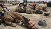 Di Pakistan, menghias unta merupakan cara unik pedagang agar hewan kurban yang dijualnya dilirik oleh pembeli.   