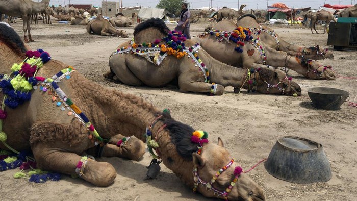 Pakistani vendors load off their cattle at a livestock market set up for the upcoming Muslim holiday of Eid al-Adha, in Karachi, Pakistan, Thursday, June. 6, 2024. (AP Photo/Fareed Khan)