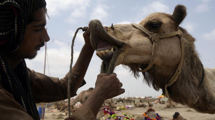 Pakistani vendors load off their cattle at a livestock market set up for the upcoming Muslim holiday of Eid al-Adha, in Karachi, Pakistan, Thursday, June. 6, 2024. (AP Photo/Fareed Khan)