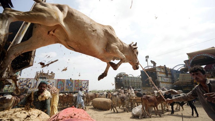 Pakistani vendors load off their cattle at a livestock market set up for the upcoming Muslim holiday of Eid al-Adha, in Karachi, Pakistan, Thursday, June. 6, 2024. (AP Photo/Fareed Khan)