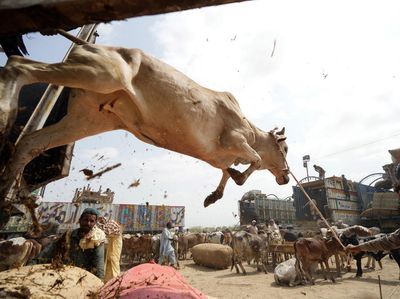 Suasana Pasar Hewan Kurban di Pakistan Jelang Idul Adha