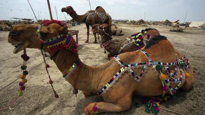 Pakistani vendors load off their cattle at a livestock market set up for the upcoming Muslim holiday of Eid al-Adha, in Karachi, Pakistan, Thursday, June. 6, 2024. (AP Photo/Fareed Khan)