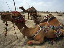 Unta Kurban di Pakistan Berhias Kalung Warna-warni
