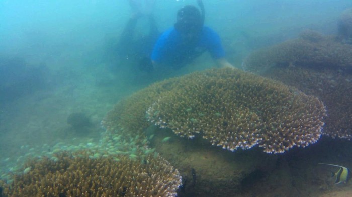 Taman Bawah Laut Karang Tresno Trenggalek