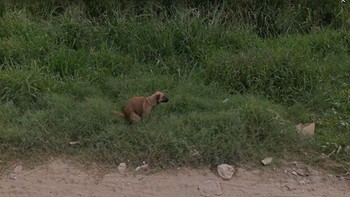 Kamera Google Street View tak sengaja merekam anjing yang sedang buang hajat. Foto: Boredpanda