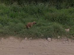 Aksi Kocak Hewan yang Terekam Kamera Google Street