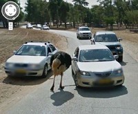 Aksi Kocak Hewan yang Terekam Kamera Google Street