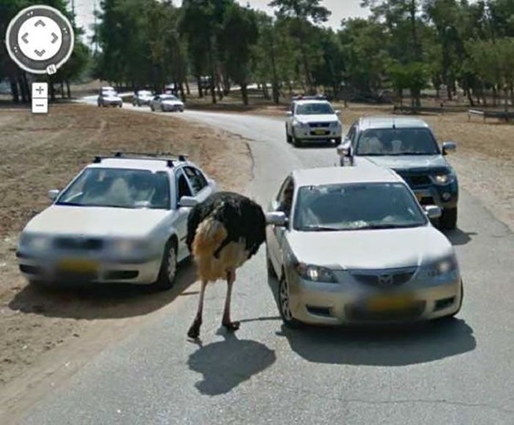 Aksi Kocak Hewan yang Terekam Kamera Google Street Aksi Kocak Hewan yang Terekam Kamera Google Street