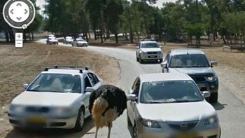 Burung unta lagi malak pengendara mobil. Foto: Boredpanda